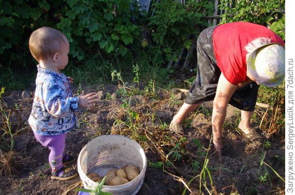 Труд - это познание мира!Ростиславчик познает мир,помогая своей бабуле,собирать картошку на даче!Поддерживая его желание помогать, у  нас будет постоянный помощник, и в дальнейшем наш Ростиславчик станет воспринимать домашнюю работу не как катастрофу, а как нормальное явление.Я люблю, ребята, труд.

До всего охотник!

И не зря меня зовут

Бабулен помощник
