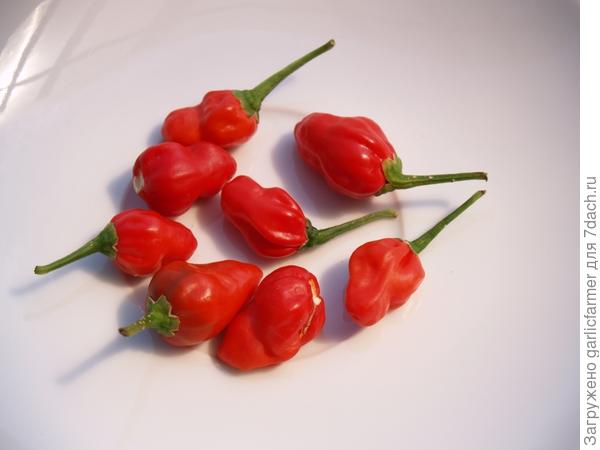 Перцы