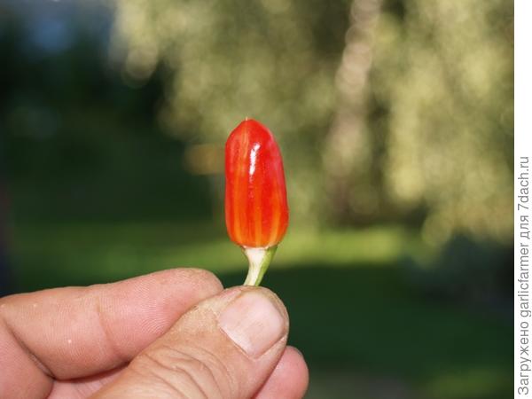Вариегата