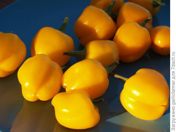 Мигибелл