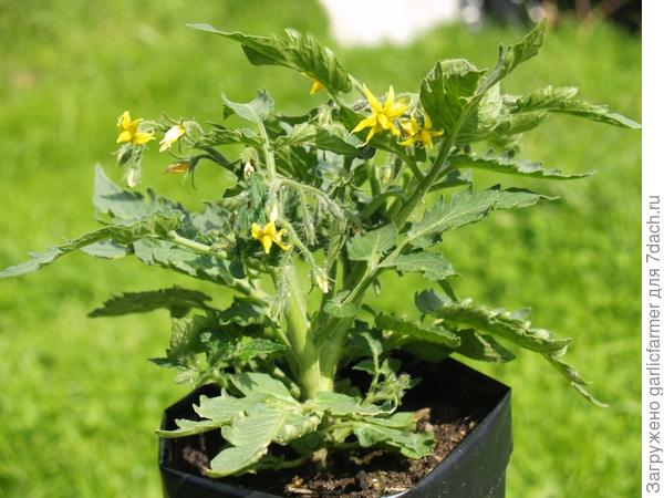 Микро томат