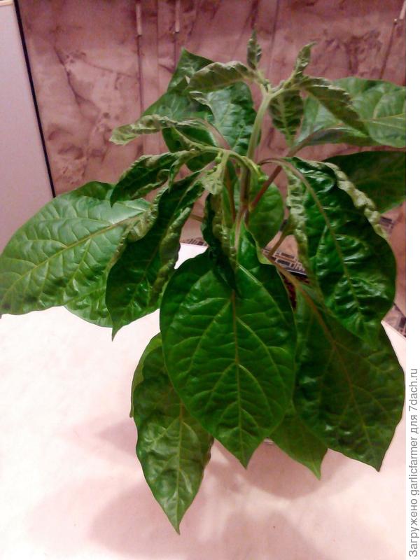 Devil&amp;#39;s Tongue White