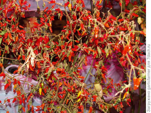 Pequin from Mexico