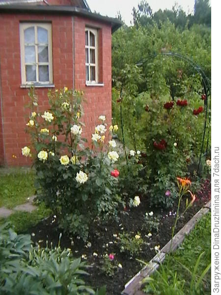 розы