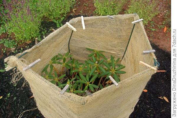 фото из интернета , я делаю более плотно , но принцип тот же.