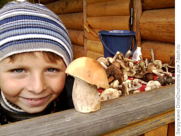 грибник