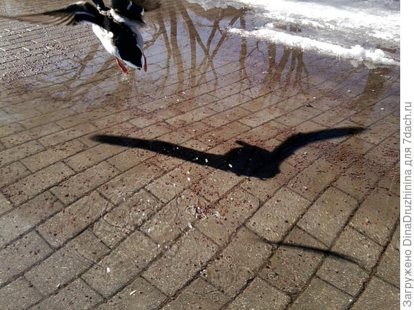 авиалайнер ))