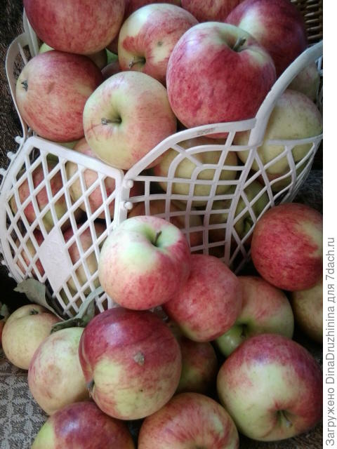 Подскажите сладкий сорт яблони - ответы экспертов 7dach.ru