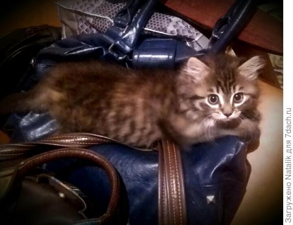 Бася на сумках.