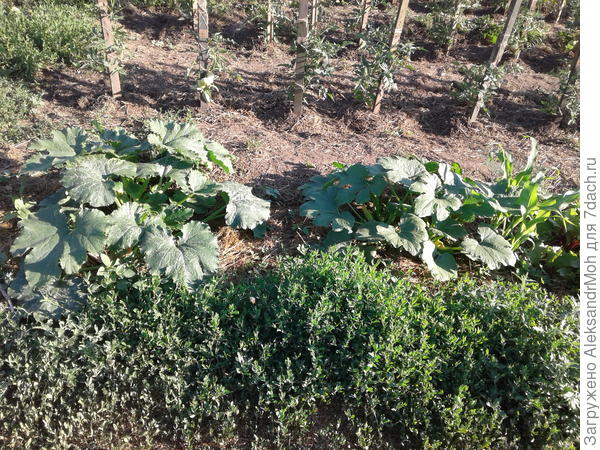 Левый кабачок на бокашах .