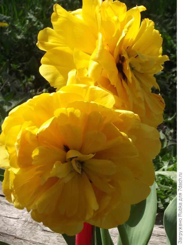 Без названия