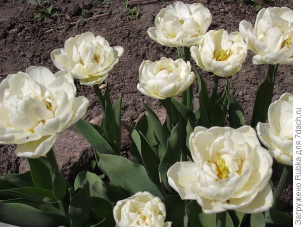 &quot;Маунт такота&quot;