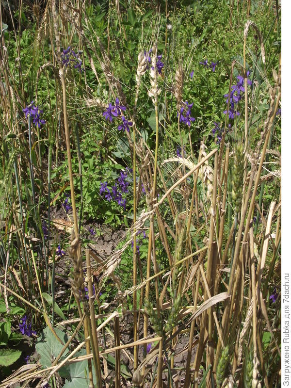 &amp;quot;сокіркі&amp;quot; и злаки