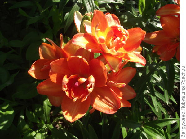 Азиатка "Ceb Latte"