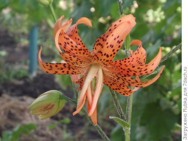 &amp;quot;Флоре плено&amp;quot;