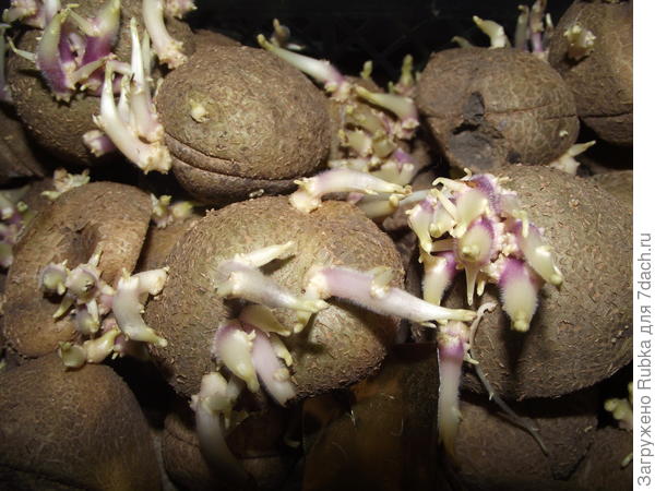 нормальные ростки