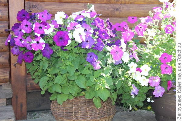 Петунии