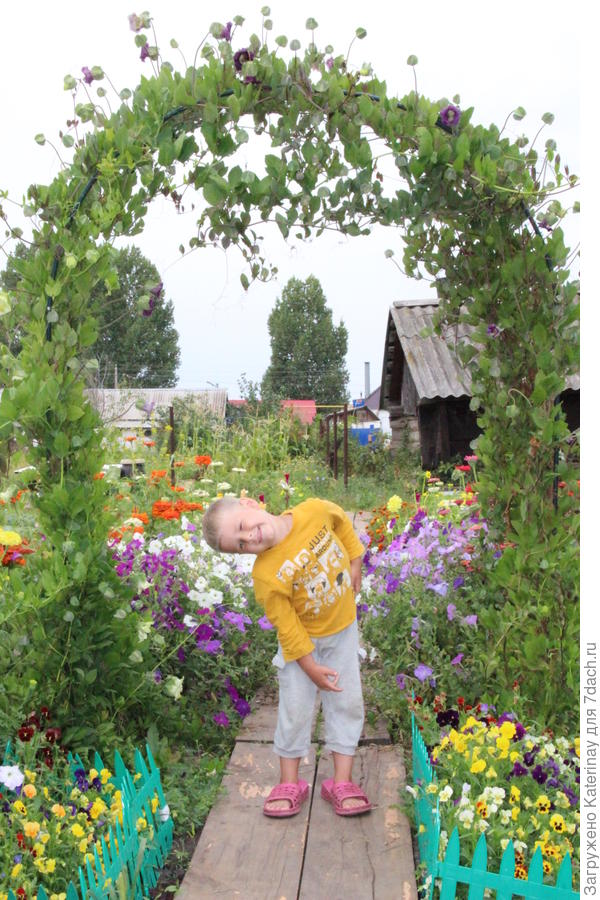 Виола в начале цветения