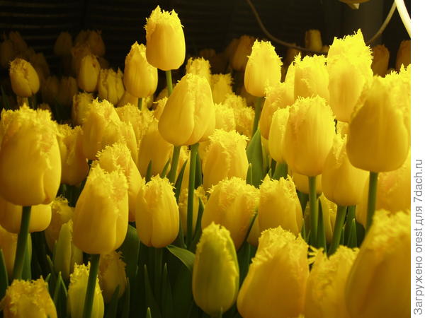 Тюльпаны