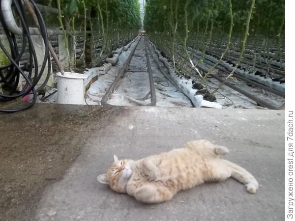 местный охранник
