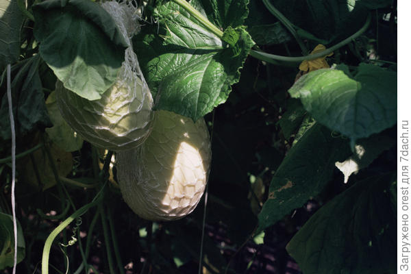 Дыня в теплице.