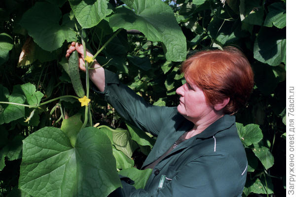 огурец гибрида Атлет.