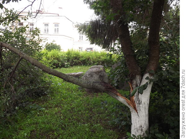 Ветке 10 лет.