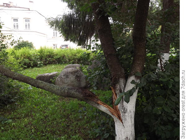 Сломалась ветка, отходящая под острым углом.