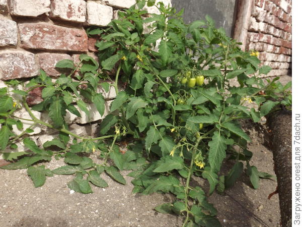 Томат в северном городе