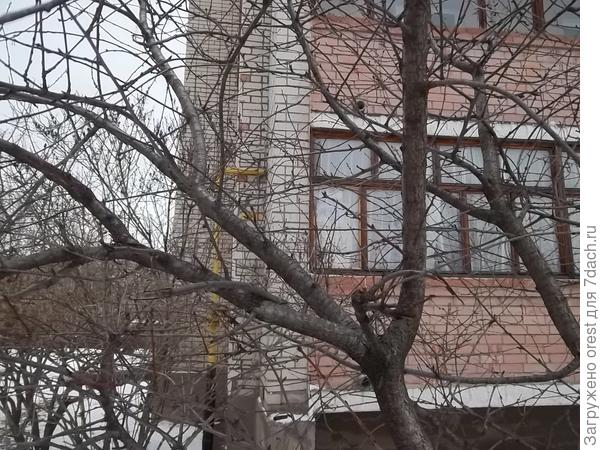 Вишня на чашу.