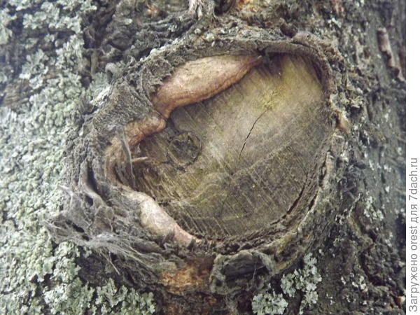ЧЧастично правильно. Где сучок - не зарастает рана.