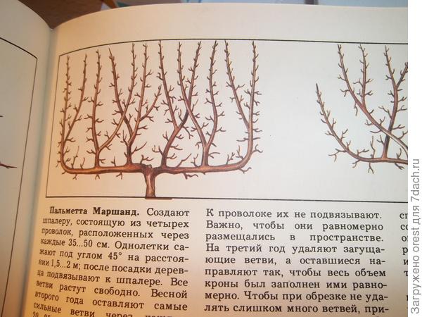Ветви персика книга с картинками