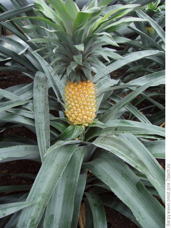 Ну и тепличный ананас.