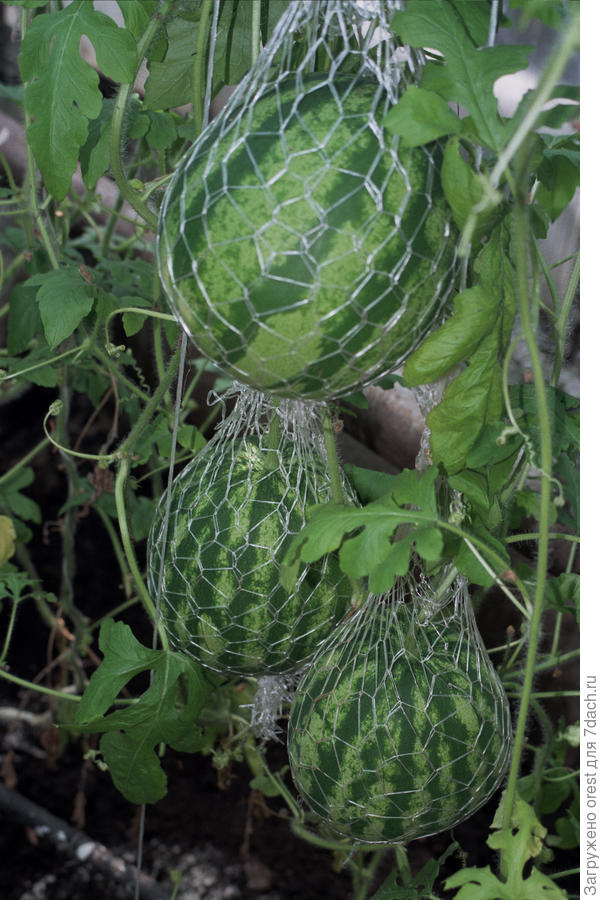 Ничем не обрабатывал.