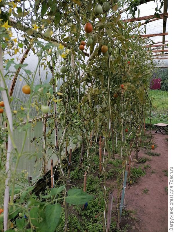 Какие сорта (гибриды) черноплодных томатов устойчивы к кладоспориозу? -  ответы экспертов 7dach.ru