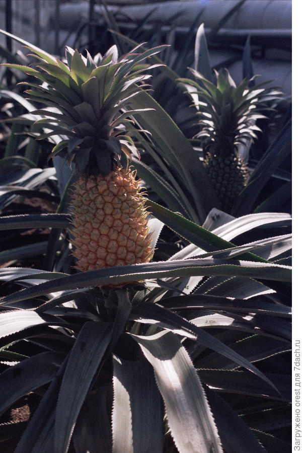 И ананас вкуснее и сочнее магазинного.