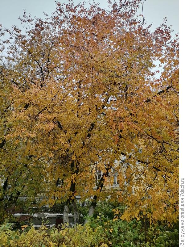 Самоплодка.