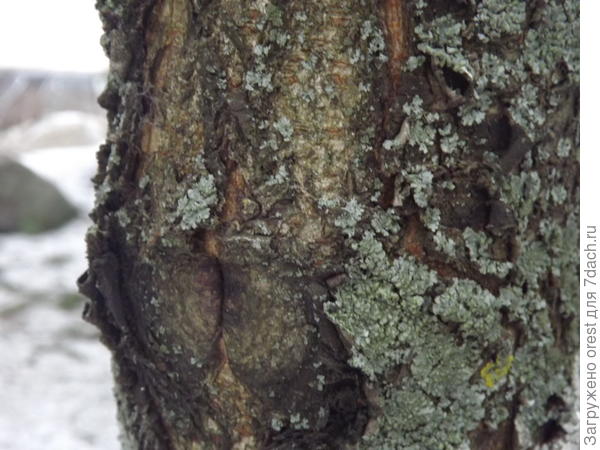 Правильно обрезанный сучок зарос.