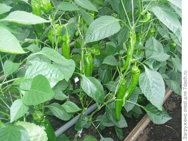 Палермо и не думал.