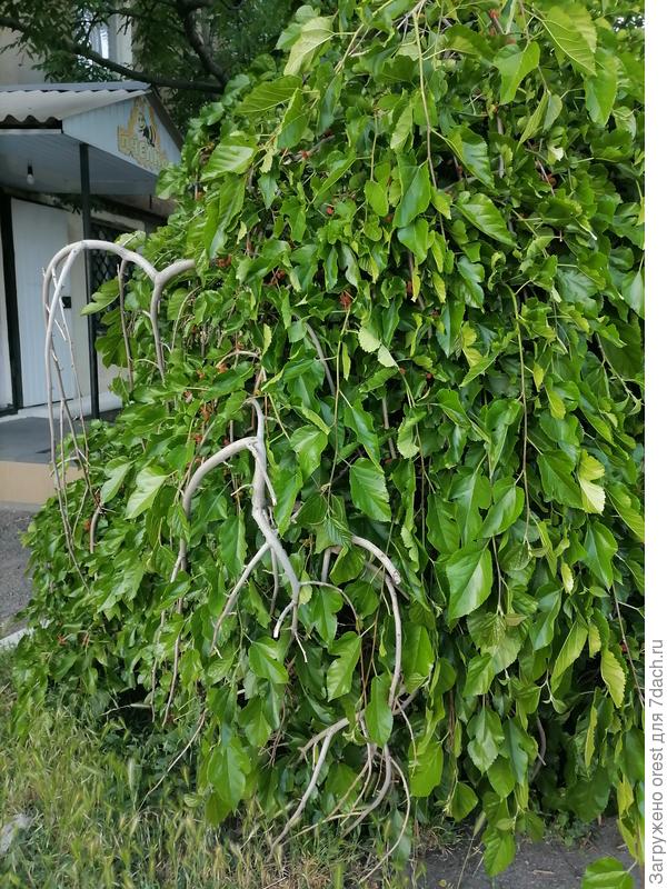 Плакучая форма шелковницы