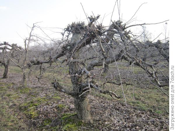 старая яблоня.