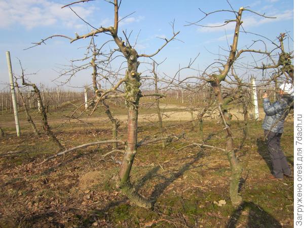 Фотография  обрезки промышленного сада, что бы Вы не боялись обрезать лишнее.