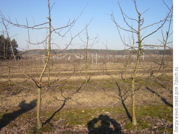 Разреженно - ярусная крона яблони.