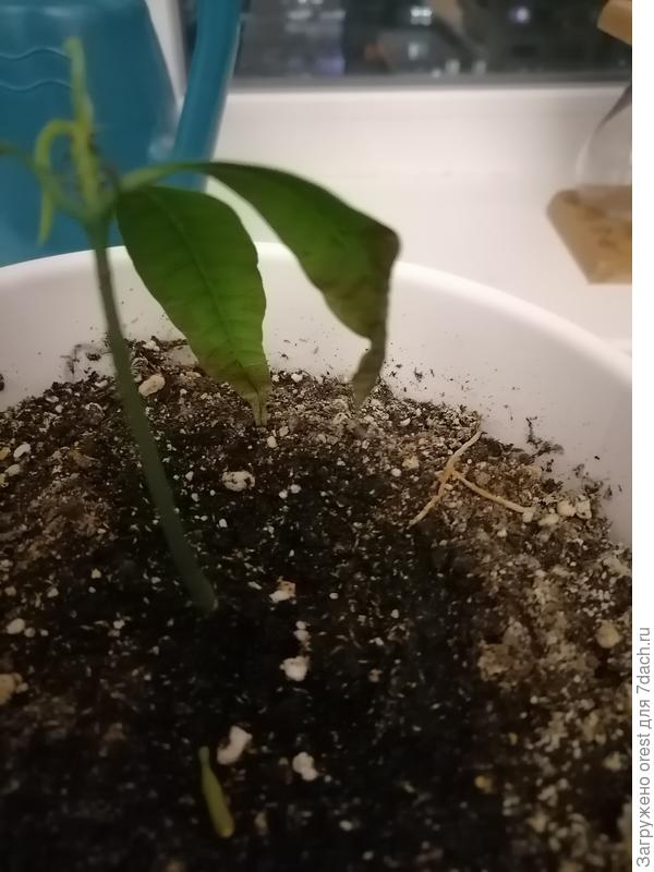 Проросток манго.