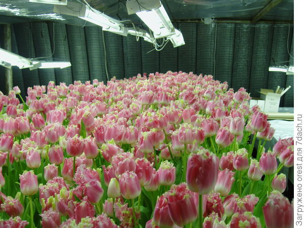 Досветка тюльпанов при выгонке.