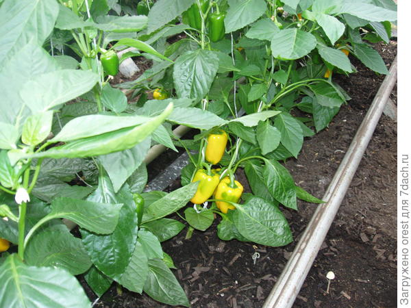 гибрид фиеста