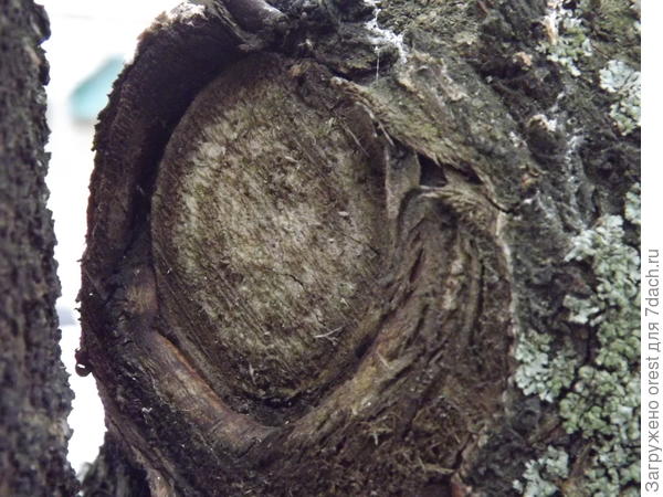 Оставили сучек и он мешает зарастанию.