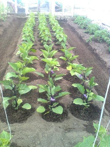 Будущий урожай...