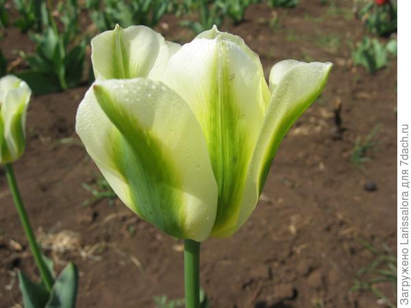 Зеленоцветковый тюльпан Spring Green