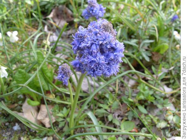 Мускари махровый